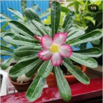 Ideal Adenium Plant 1-adenium plant-4789573-54595.webp